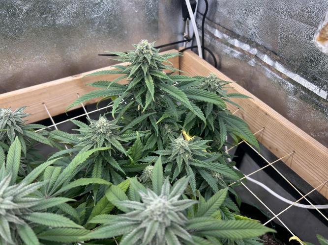 OSS - Tiramisu. Week 25