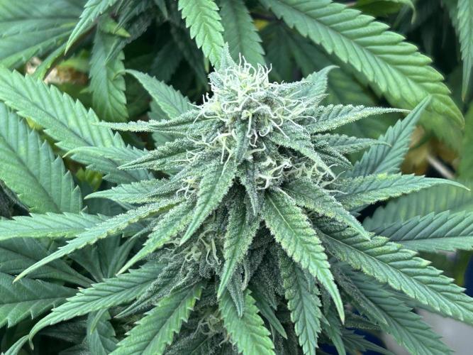OSS - Tiramisu. Week 25