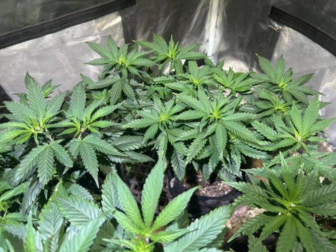 WSE - Sour Diesel. Week 12 - 4/18/26