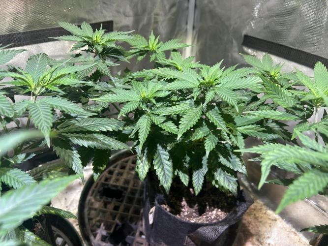 WSE - Sour Diesel. Week 12