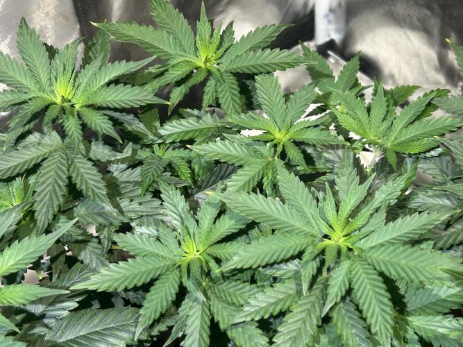 WSE - Sour Diesel. Week 12