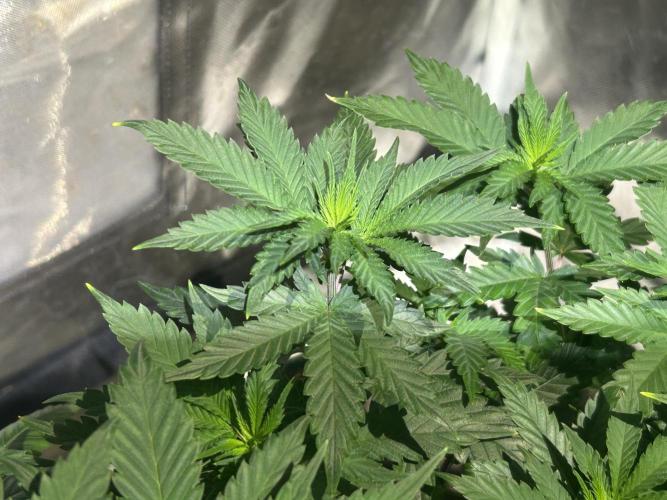 WSE - Sour Diesel. Week 12