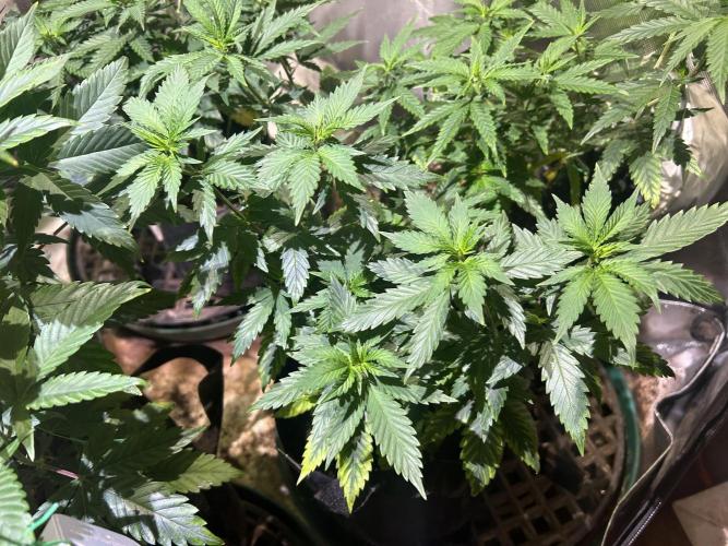 WSE - NYC Diesel. Week 12 - 4/18/26