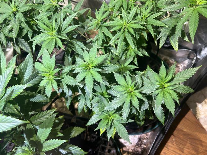 WSE - NYC Diesel. Week 12