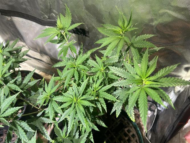 HS - Purple Kush. Week 12 - 4/18/26