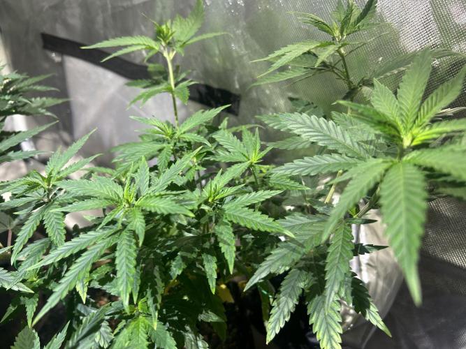 HS - Purple Kush. Week 12