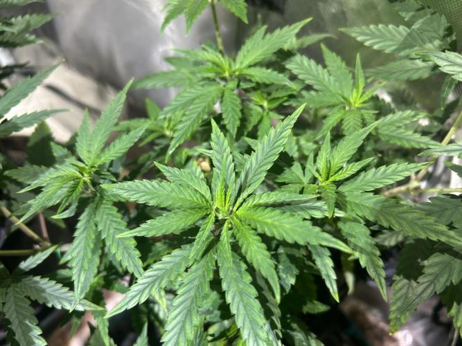 HS - Purple Kush. Week 12