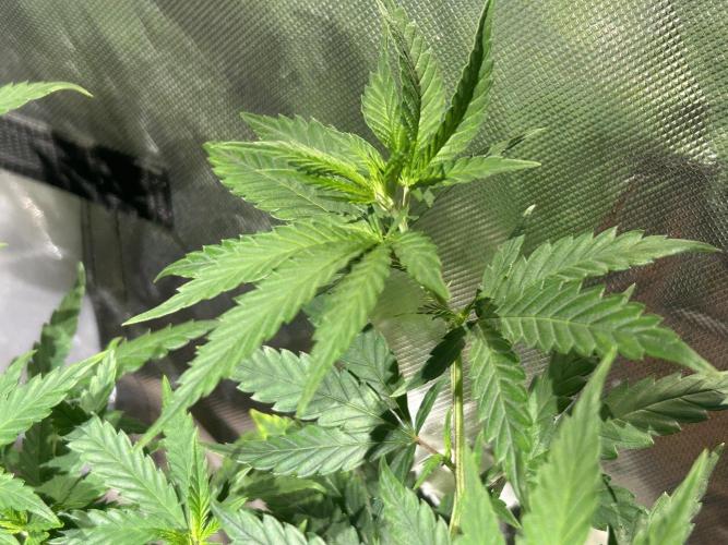 HS - Purple Kush. Week 12