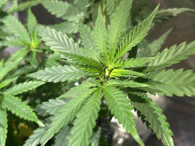 HS - Purple Kush. Week 12