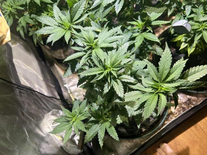 RQS - Tropicana Cookies Purple. Week 11 - 4/18/26