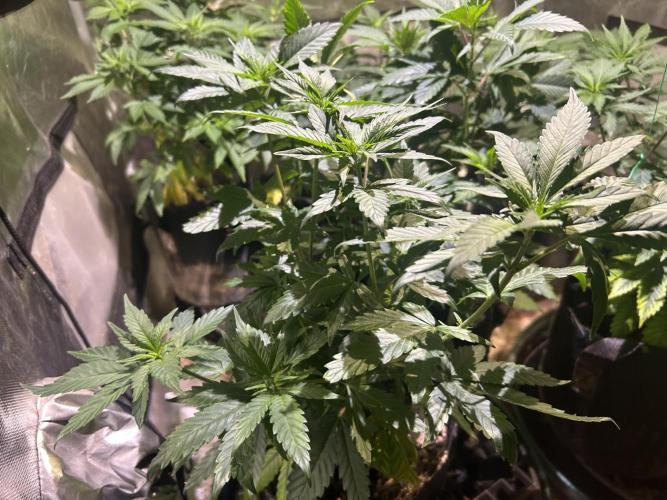 RQS - Tropicana Cookies Purple. Week 11