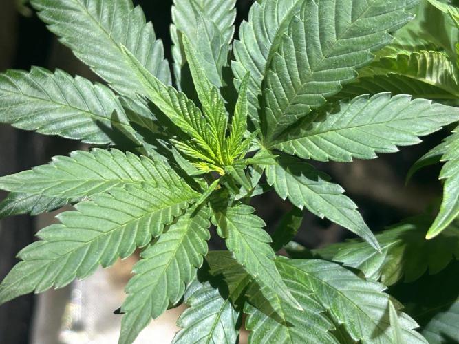 RQS - Tropicana Cookies Purple. Week 11