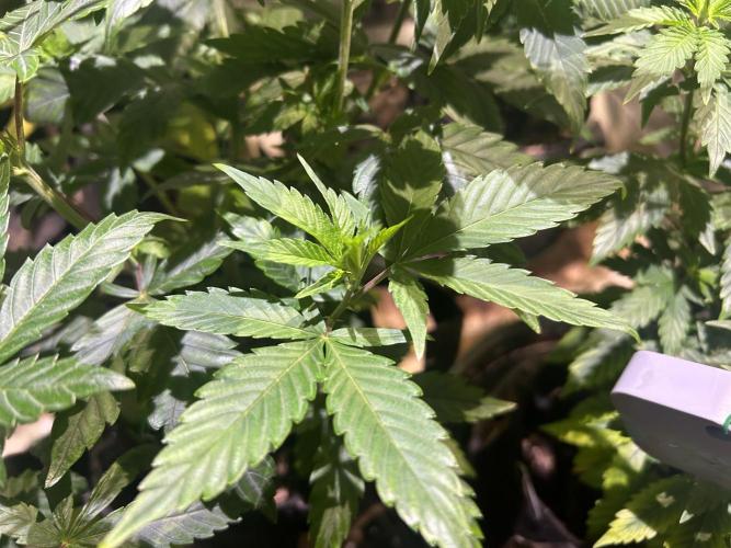 RQS - Gelato 44. Week 10