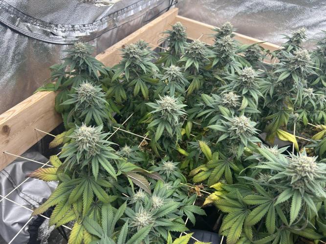 BF - Super Boof. Week 23