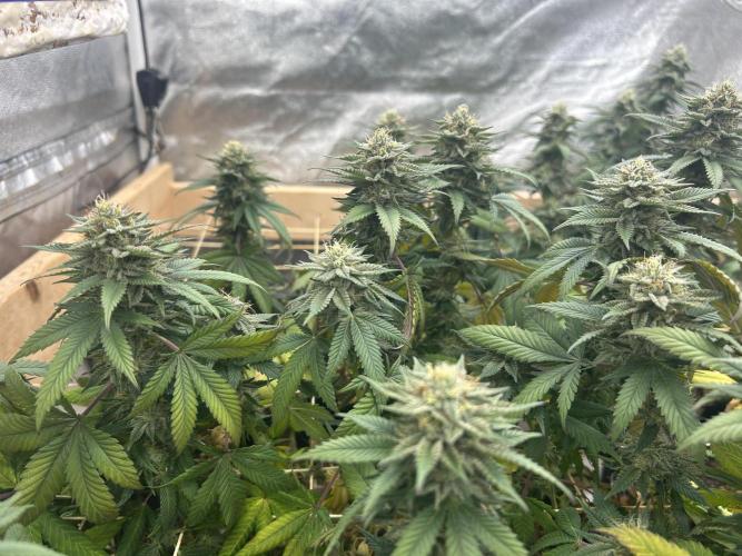 BF - Super Boof. Week 23