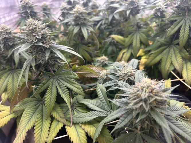 BF - Super Boof. Week 23