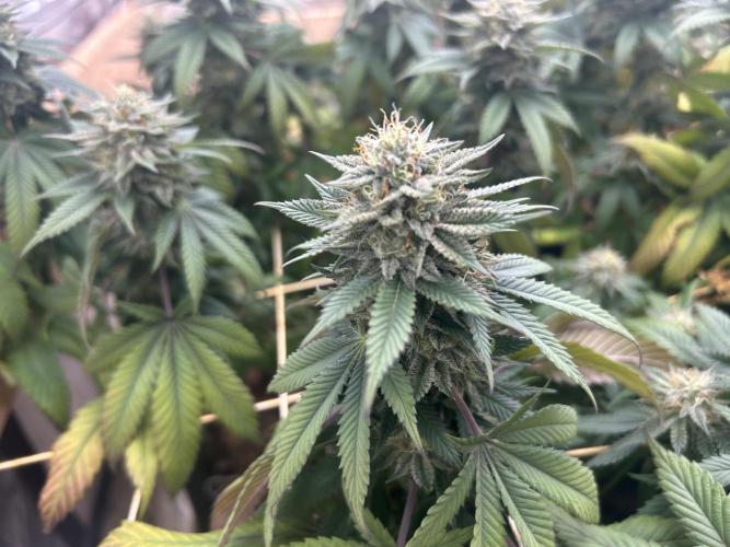 BF - Super Boof. Week 23
