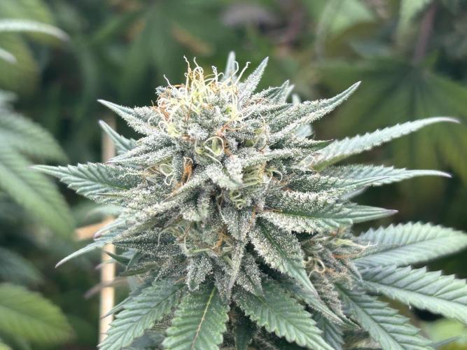 BF - Super Boof. Week 23