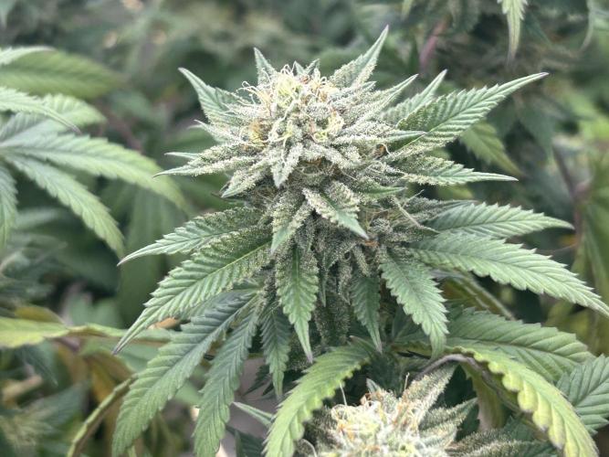 BF - Super Boof. Week 23
