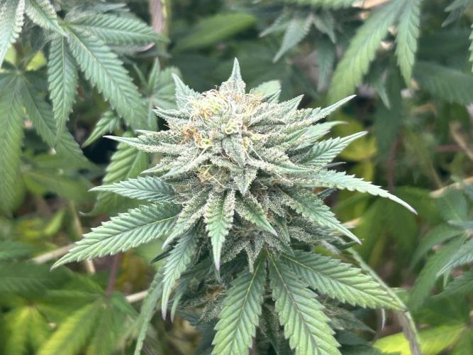BF - Super Boof. Week 23
