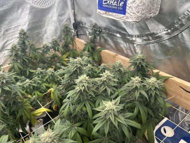 BF - RS11 x Banana OG. Week 23