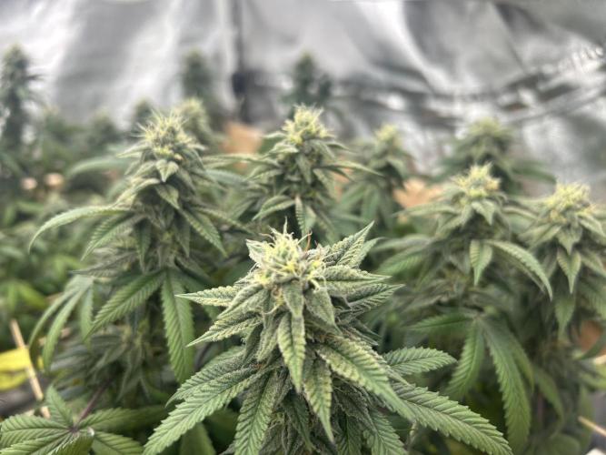 BF - RS11 x Banana OG. Week 23
