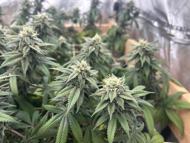 BF - RS11 x Banana OG. Week 23