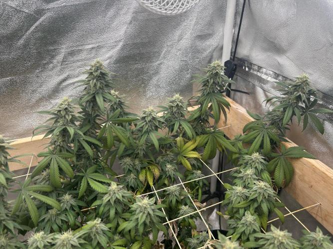 BF - RS11 x Banana OG. Week 23