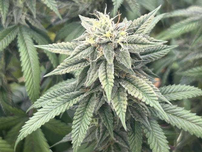 BF - RS11 x Banana OG. Week 23