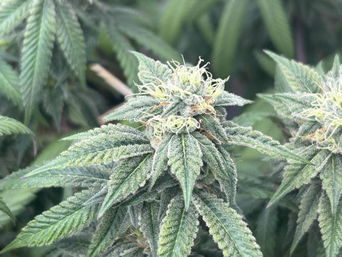 BF - RS11 x Banana OG. Week 23
