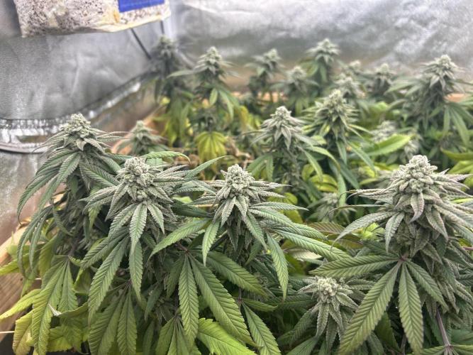 OSS - Blackwater. Week 26