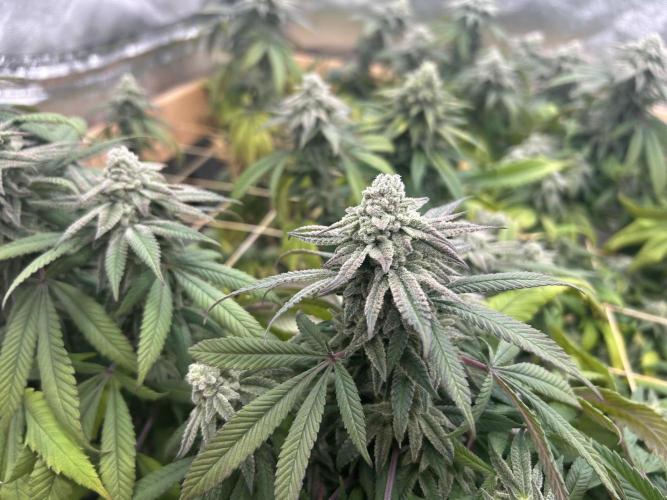 OSS - Blackwater. Week 26