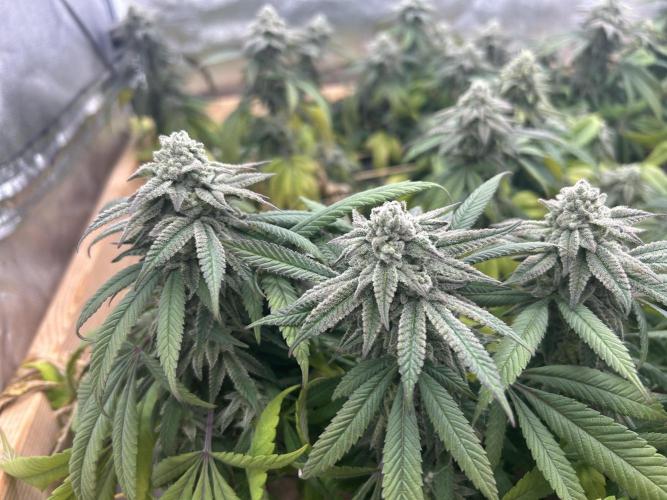 OSS - Blackwater. Week 26