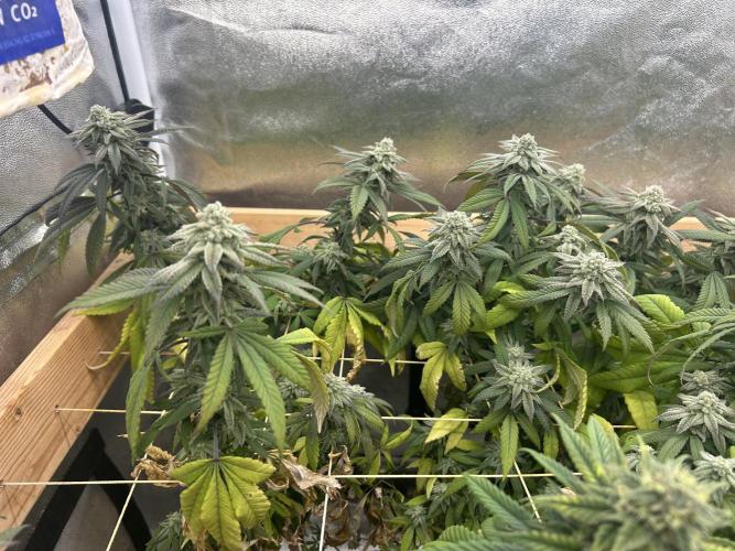 OSS - Blackwater. Week 26