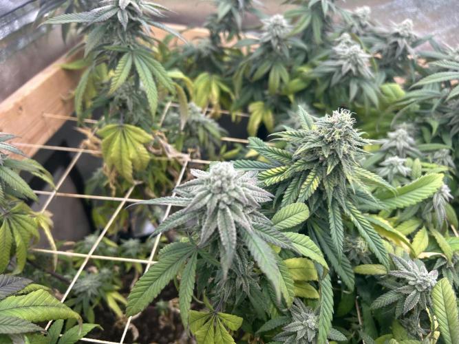 OSS - Blackwater. Week 26