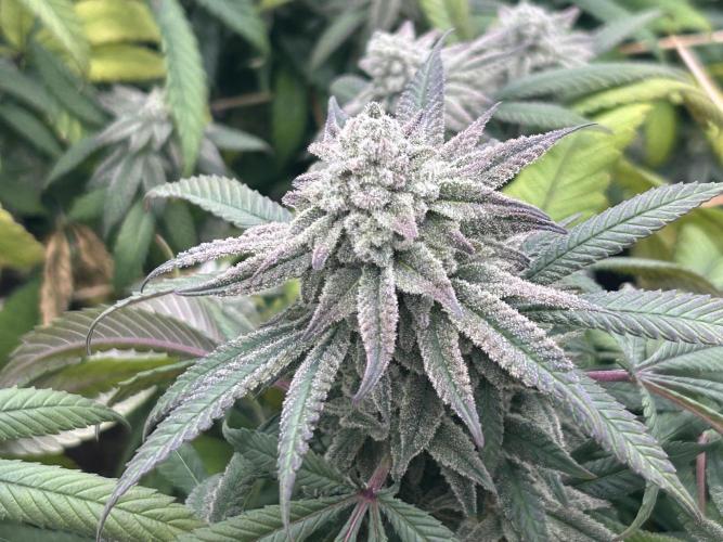 OSS - Blackwater. Week 26