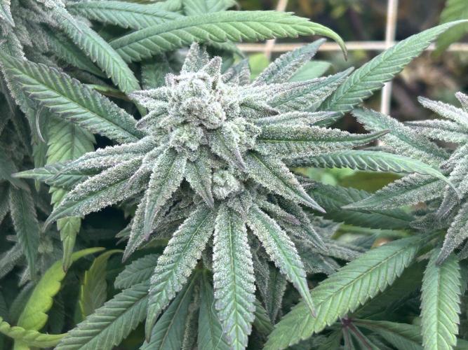 OSS - Blackwater. Week 26