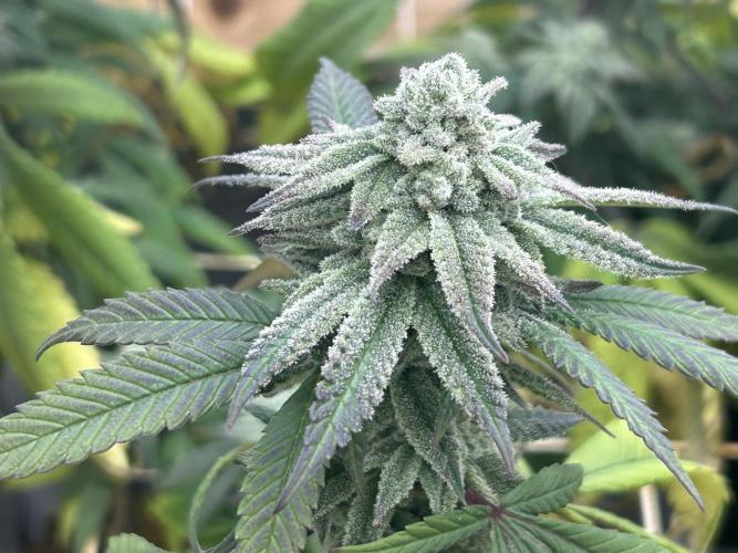 OSS - Blackwater. Week 26