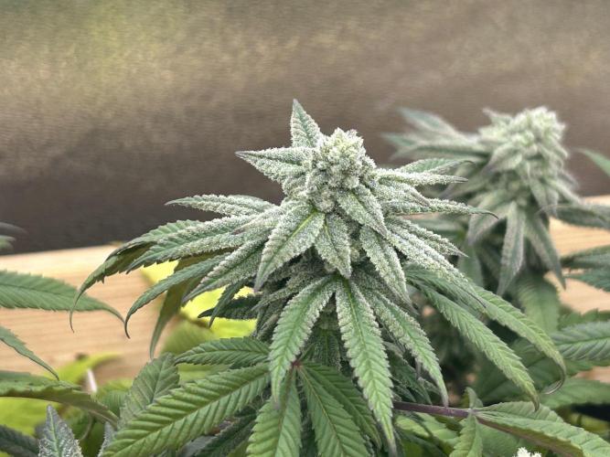 Blackwater. Week 26