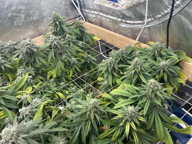 OSS - Tiramisu. Week 26