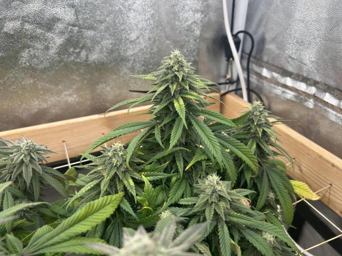 OSS - Tiramisu. Week 26