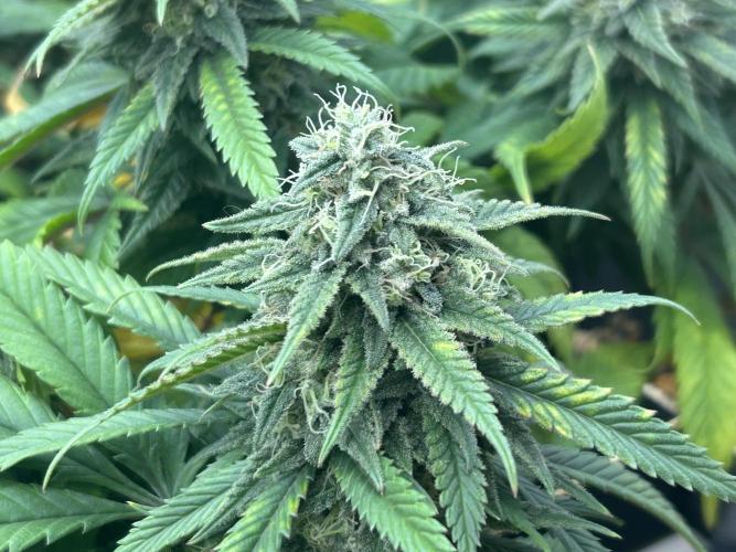 OSS - Tiramisu. Week 26
