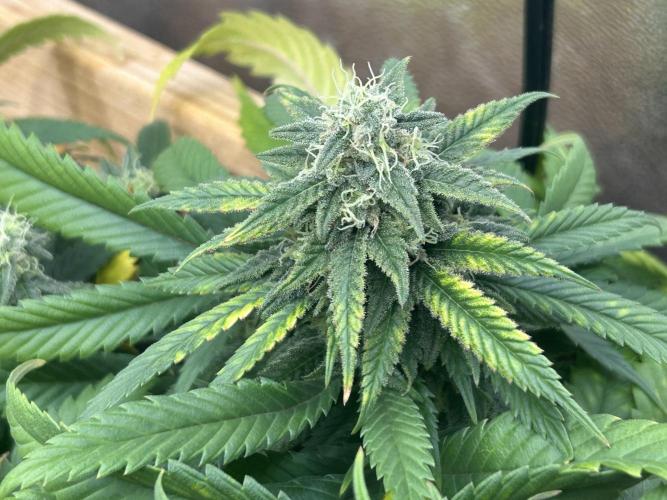 OSS - Tiramisu. Week 26