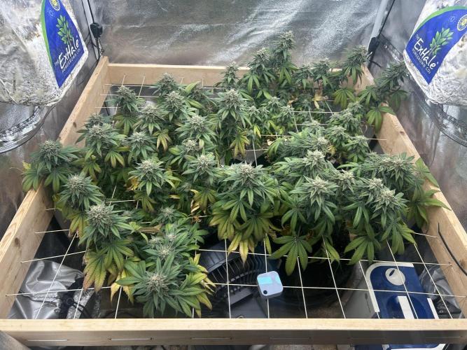BF - Super Boof. Week 24 - 4/25/26
