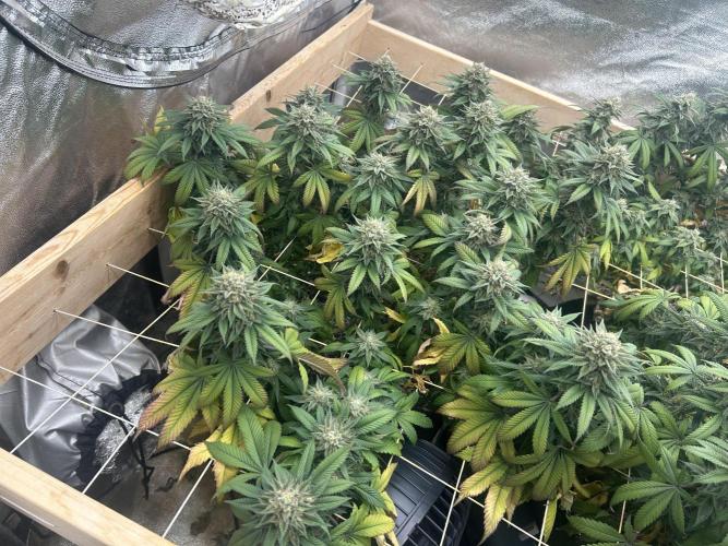 BF - Super Boof. Week 24