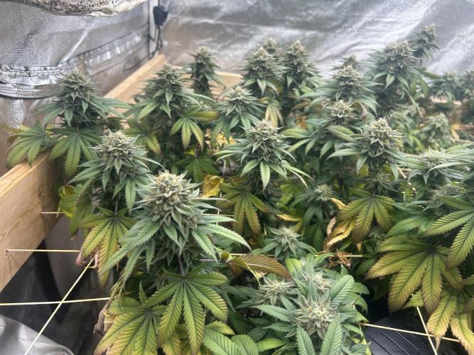 BF - Super Boof. Week 24