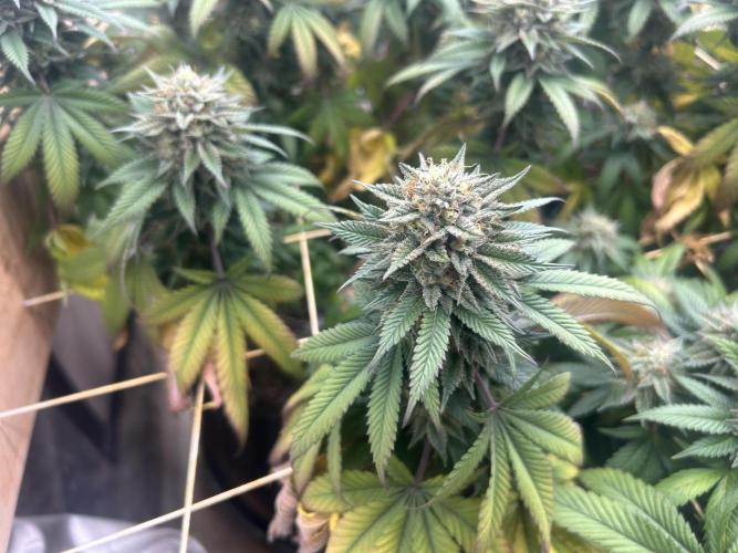 BF - Super Boof. Week 24
