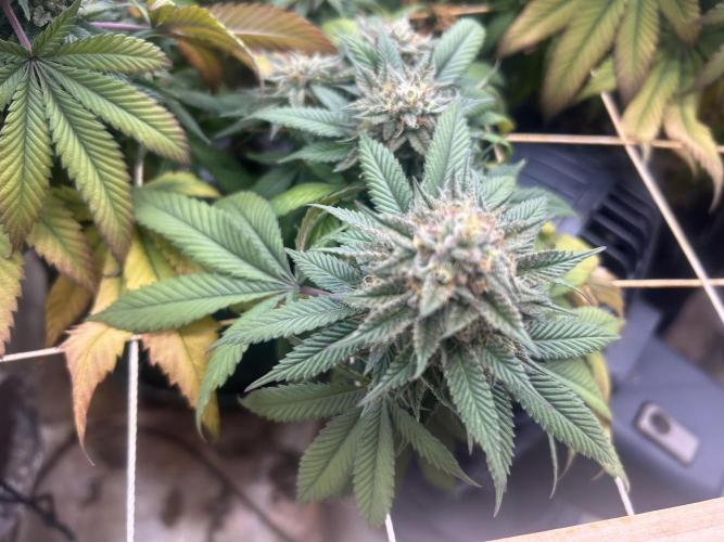 BF - Super Boof. Week 24