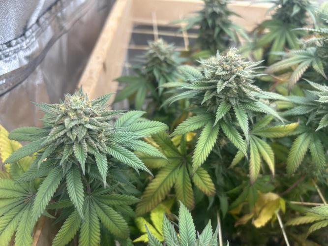 BF - Super Boof. Week 24