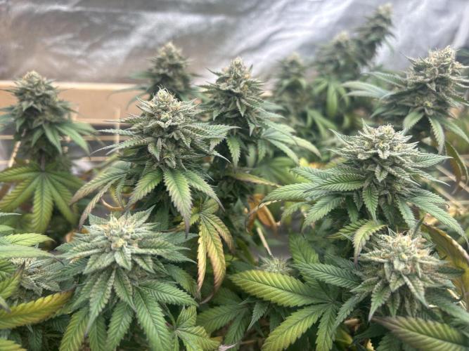 BF - Super Boof. Week 24